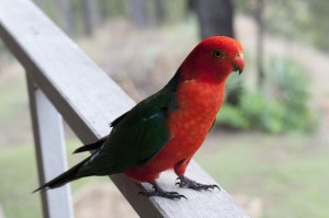 Australian King Parrot - Male