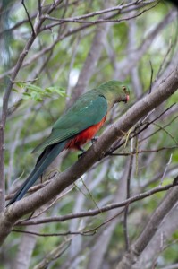 Australian King Parrot - Female