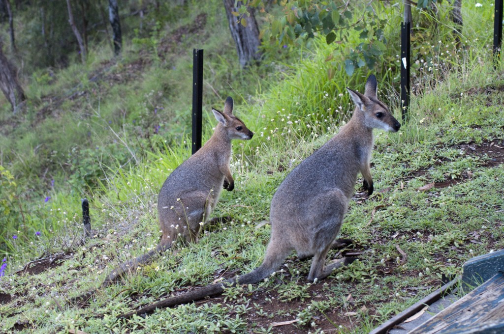 Red-necked Wallabies