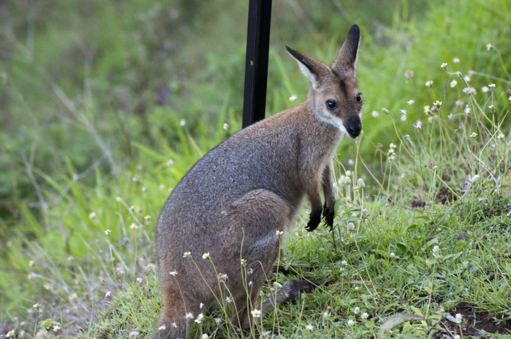 Red-necked Wallaby - Juvenile