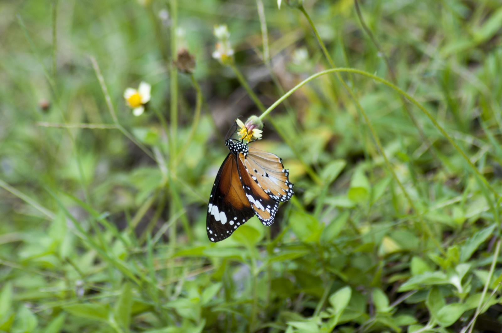 Lesser Wanderer Butterfly
