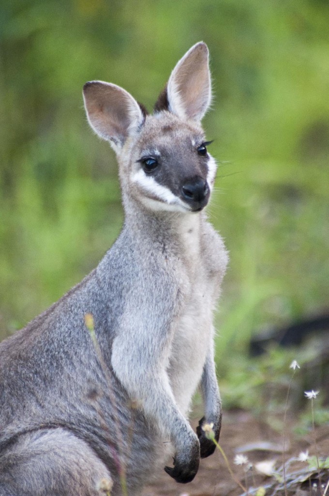 Pretty Pretty-faced Wallaby