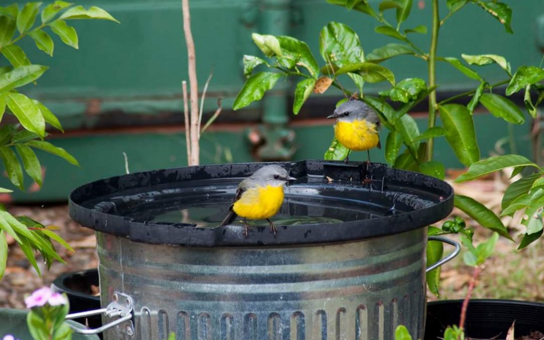 Encouraging birds to the backyard – 29th April 2016