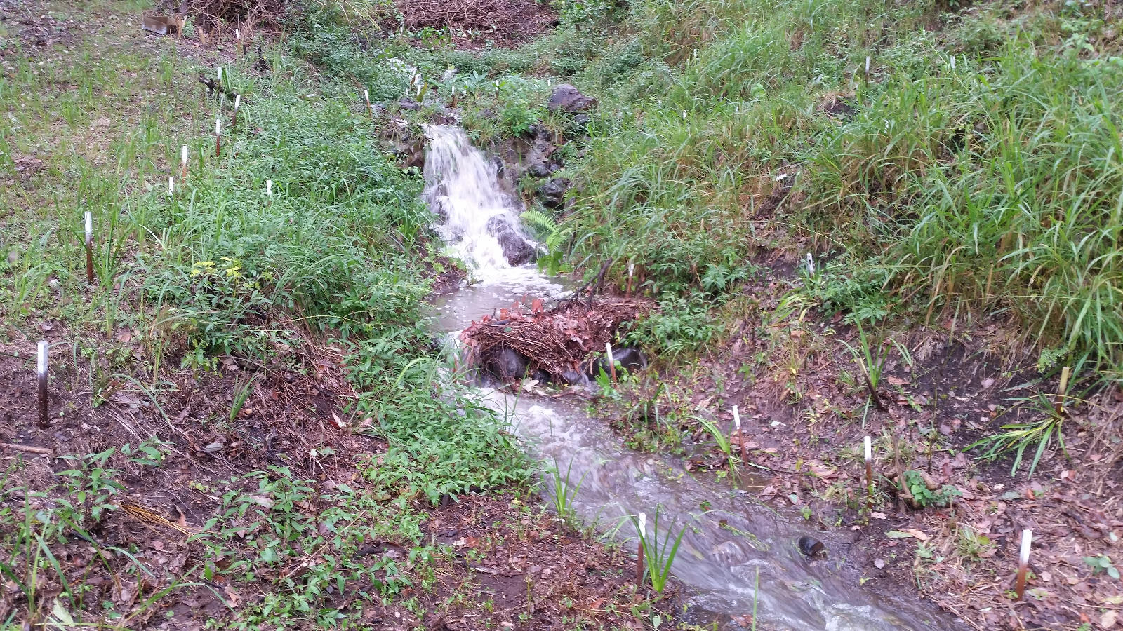 South Gully - Creek flowing