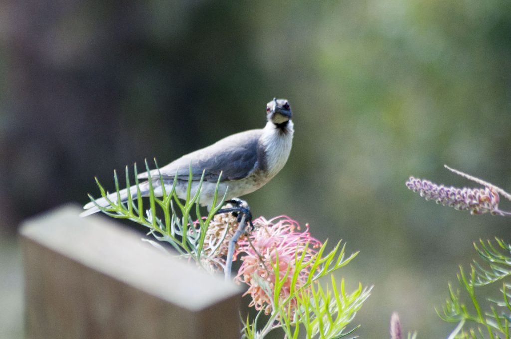 Noisy Friarbird - Philemon corniculatus