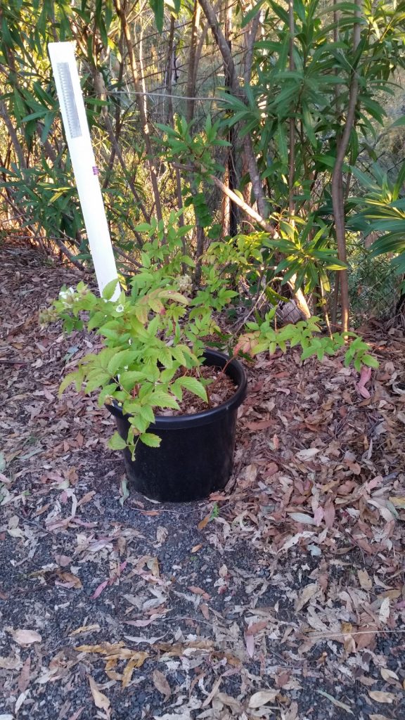 Large-fruited native raspberry - Rubus probus - growing in a pot on our driveway.