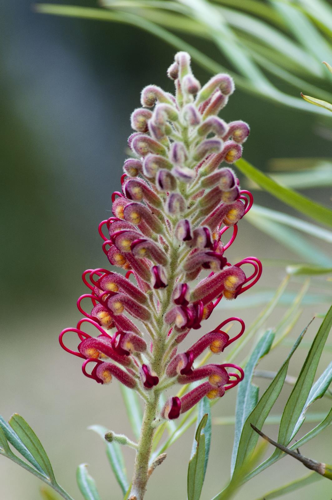 Grevilea banksii - Flower