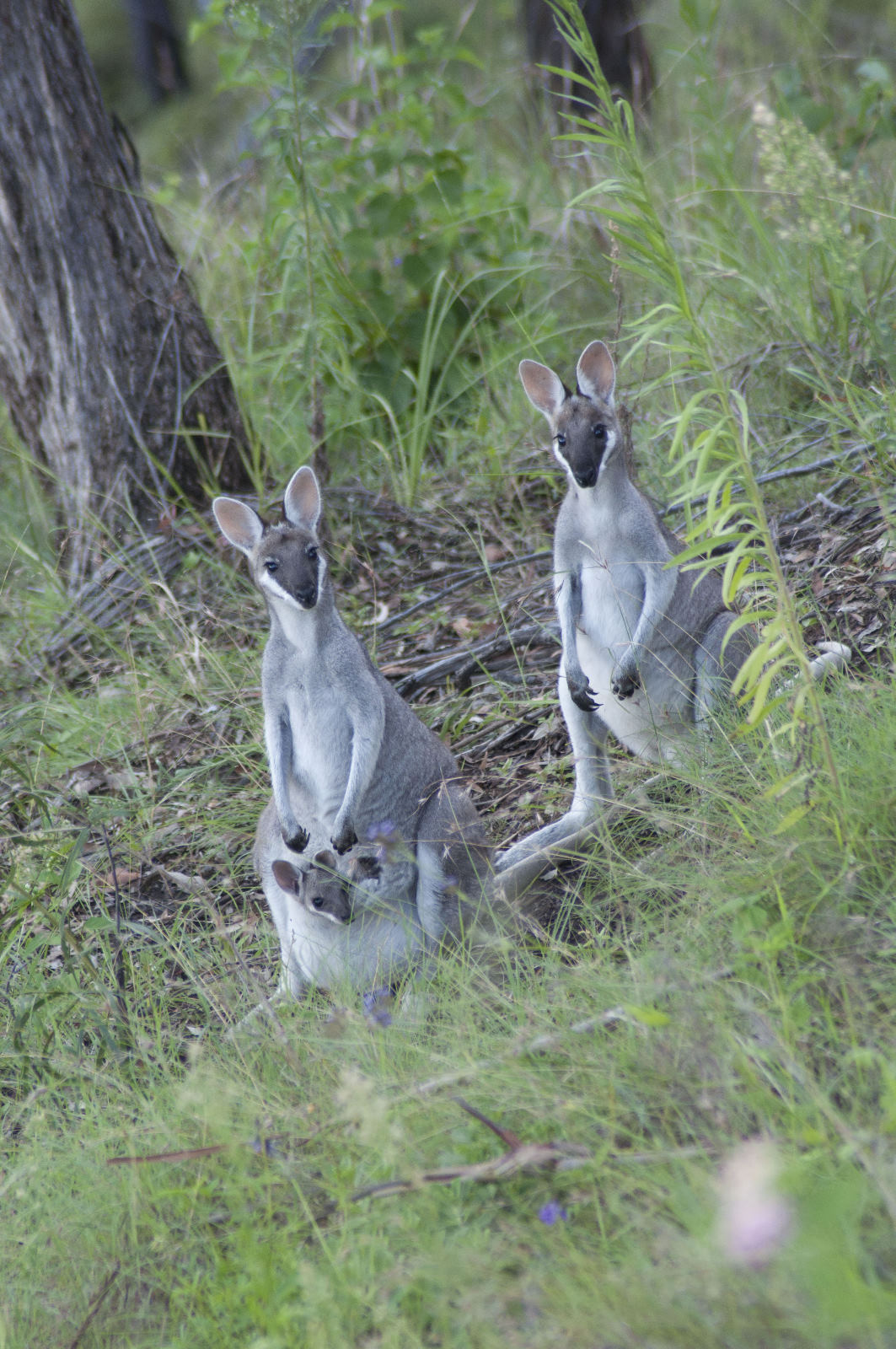 Pretty-faced(Whiptail) Wallaby - Group