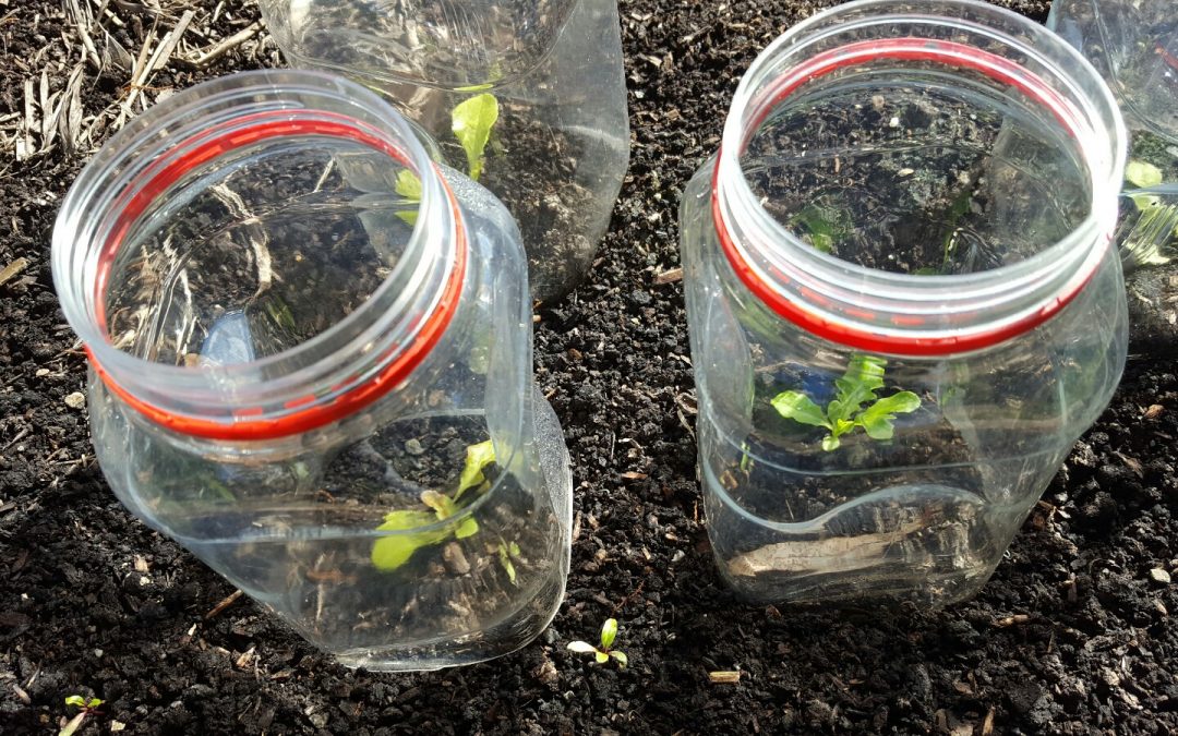 How to make a DIY garden cloche for young seedlings