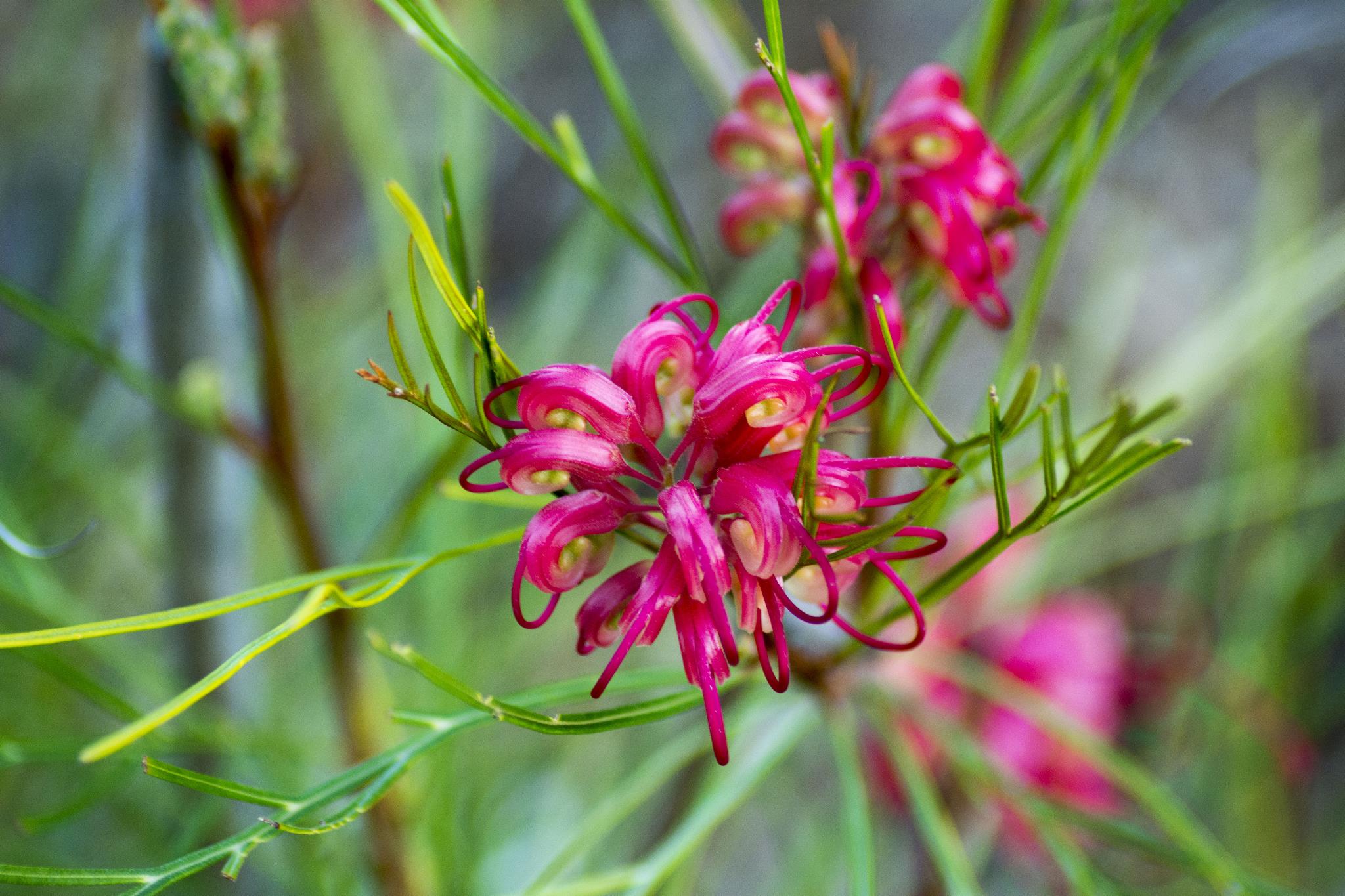 Grevillea Elegance - flower