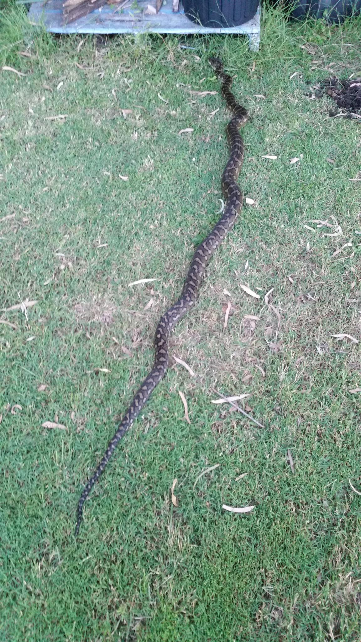 Adult Coastal Python/Carpet Snake