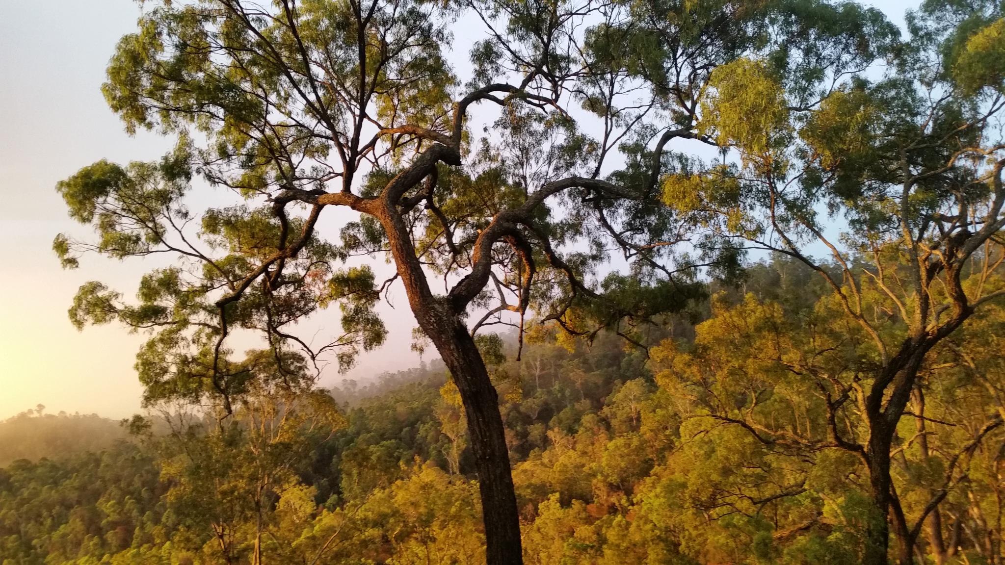 Narrow-leaved Ironbark - Eucalyptus crebra