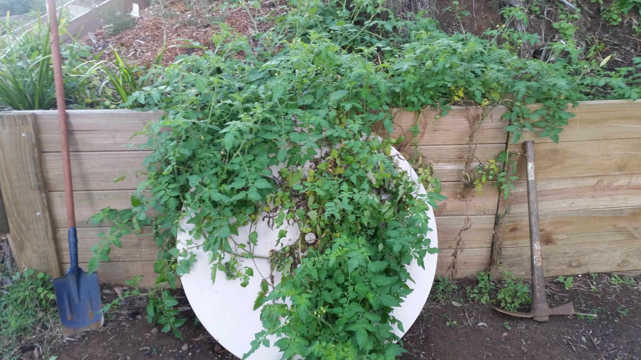 Cherry Tomato - Pop-up plant