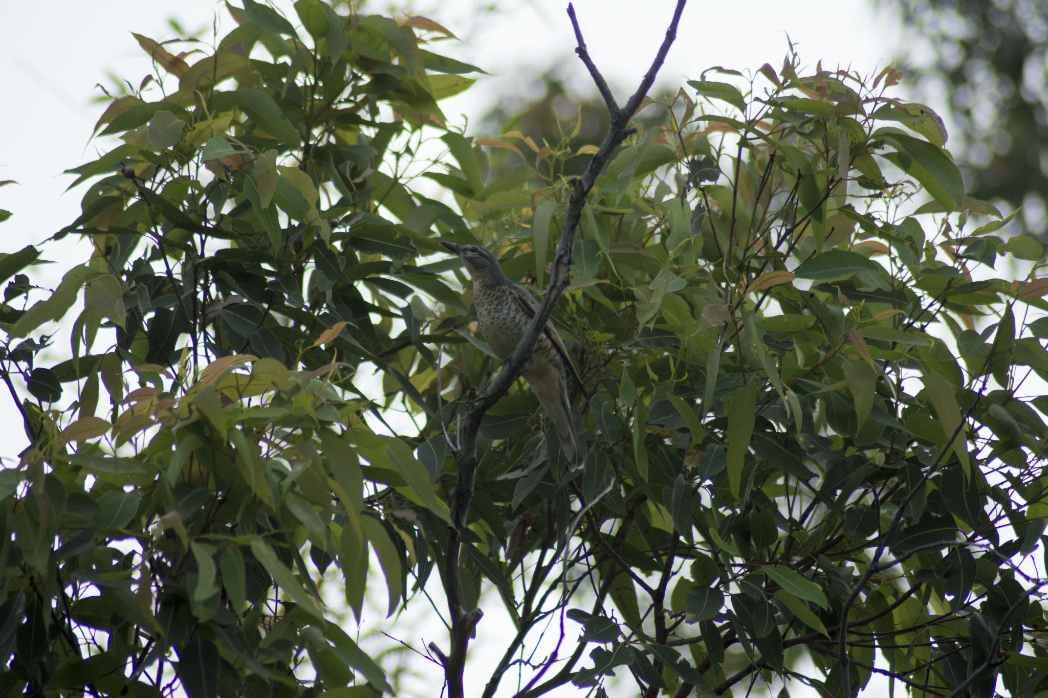 Common Cicadabird - female