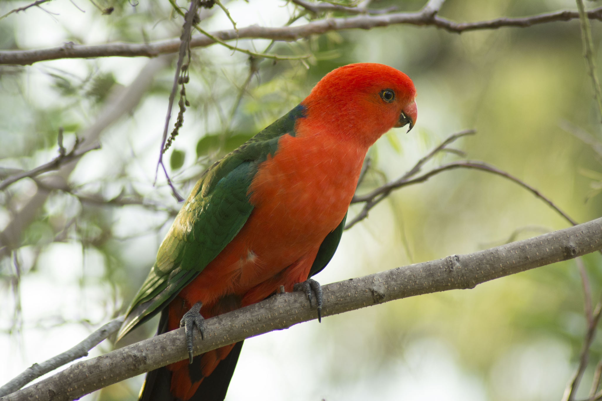 Australian King Parrot - male
