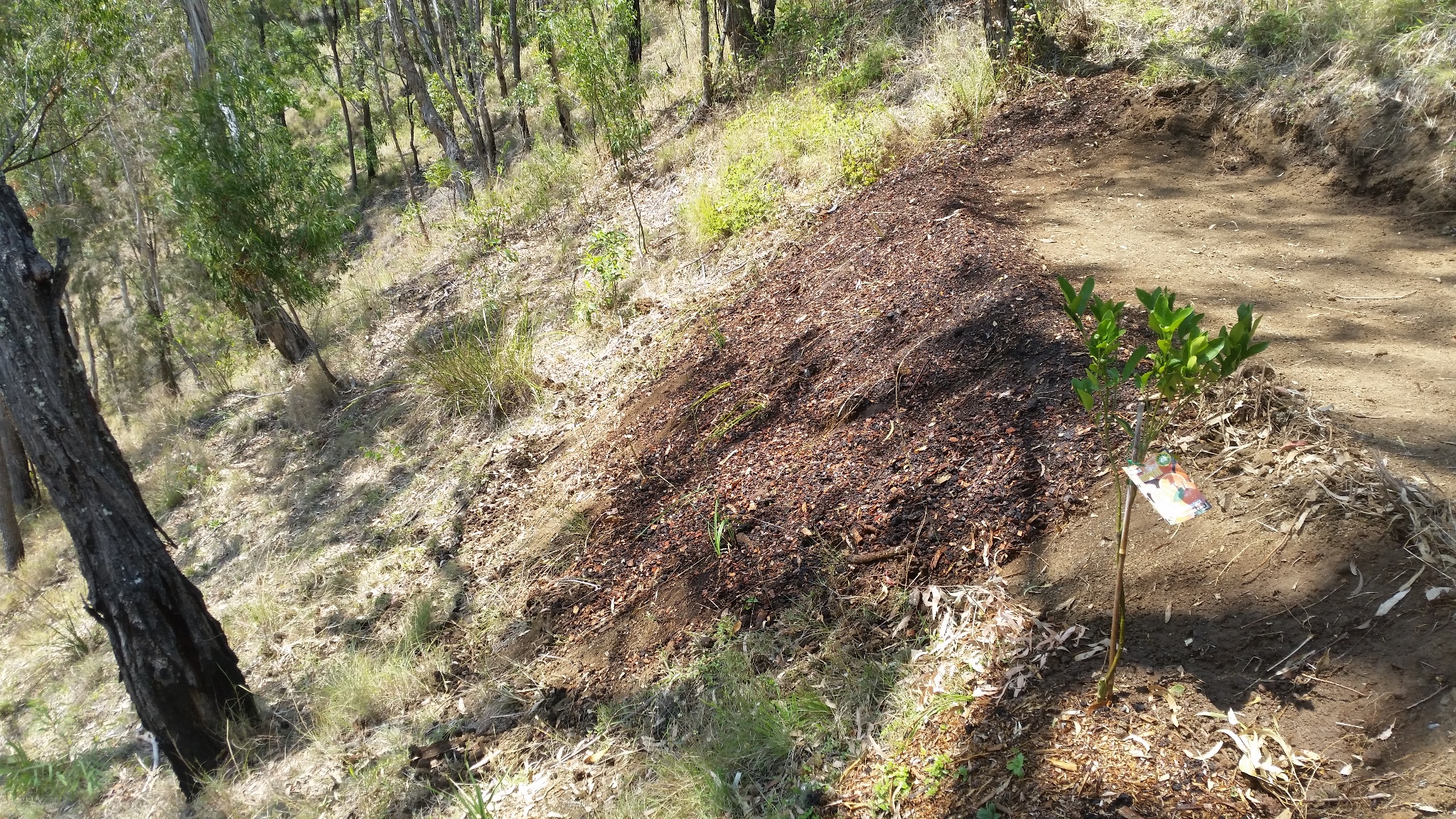 North Face bank - Planting completed