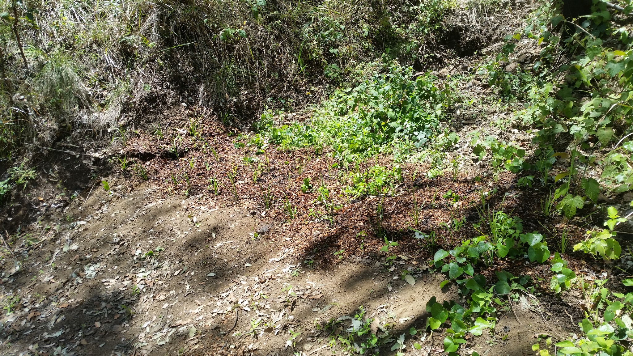 Roadside planting in wash gully