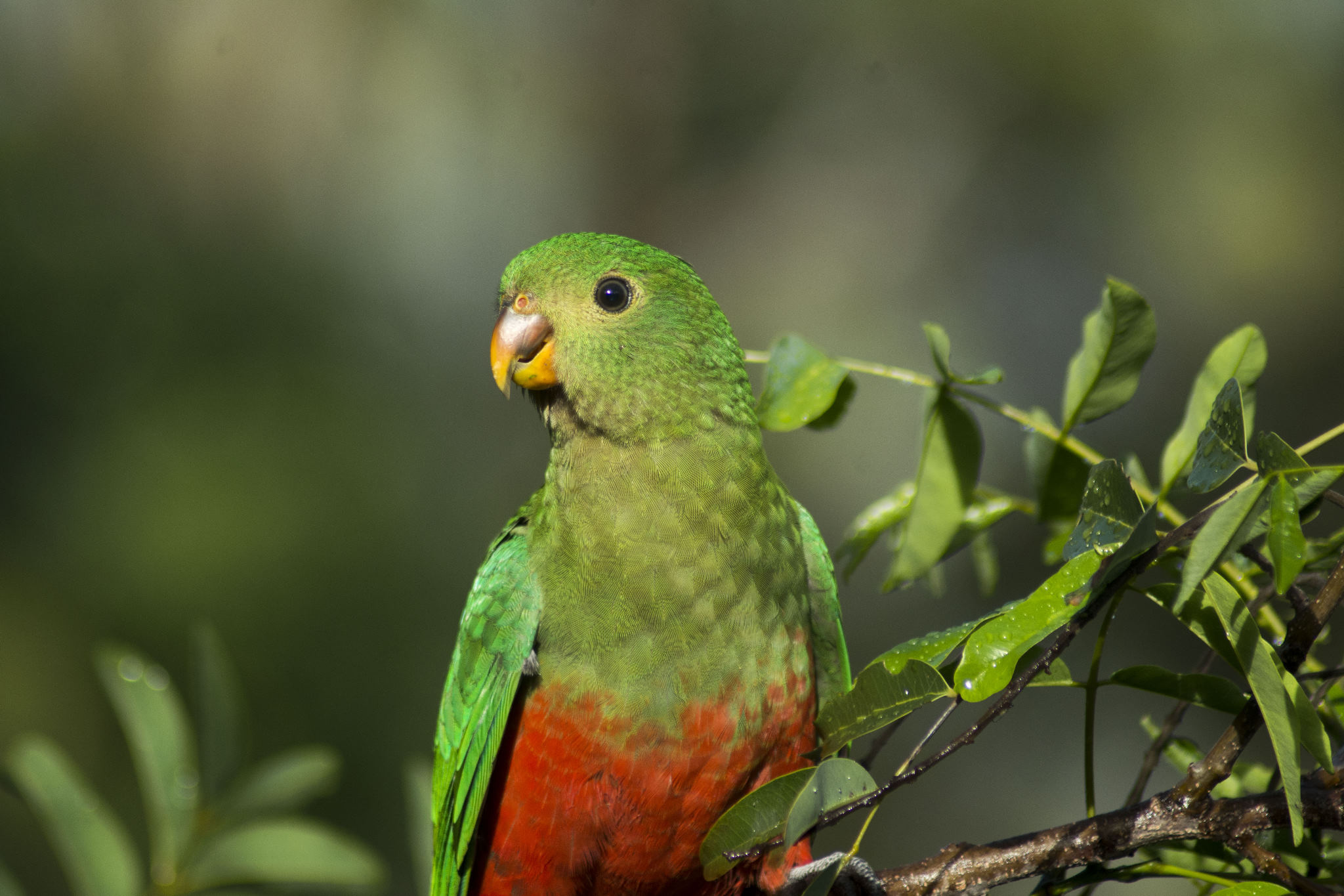 Australian King-Parrot - female