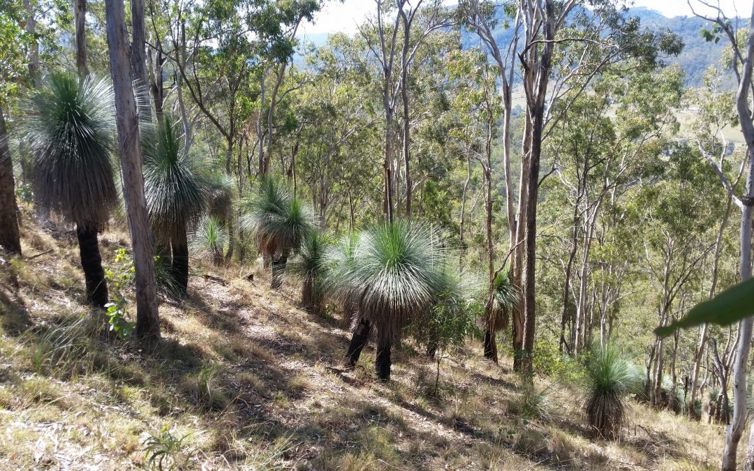Harvesting Xanthorrhoea(Grass Tree) seeds – 17th January 2018