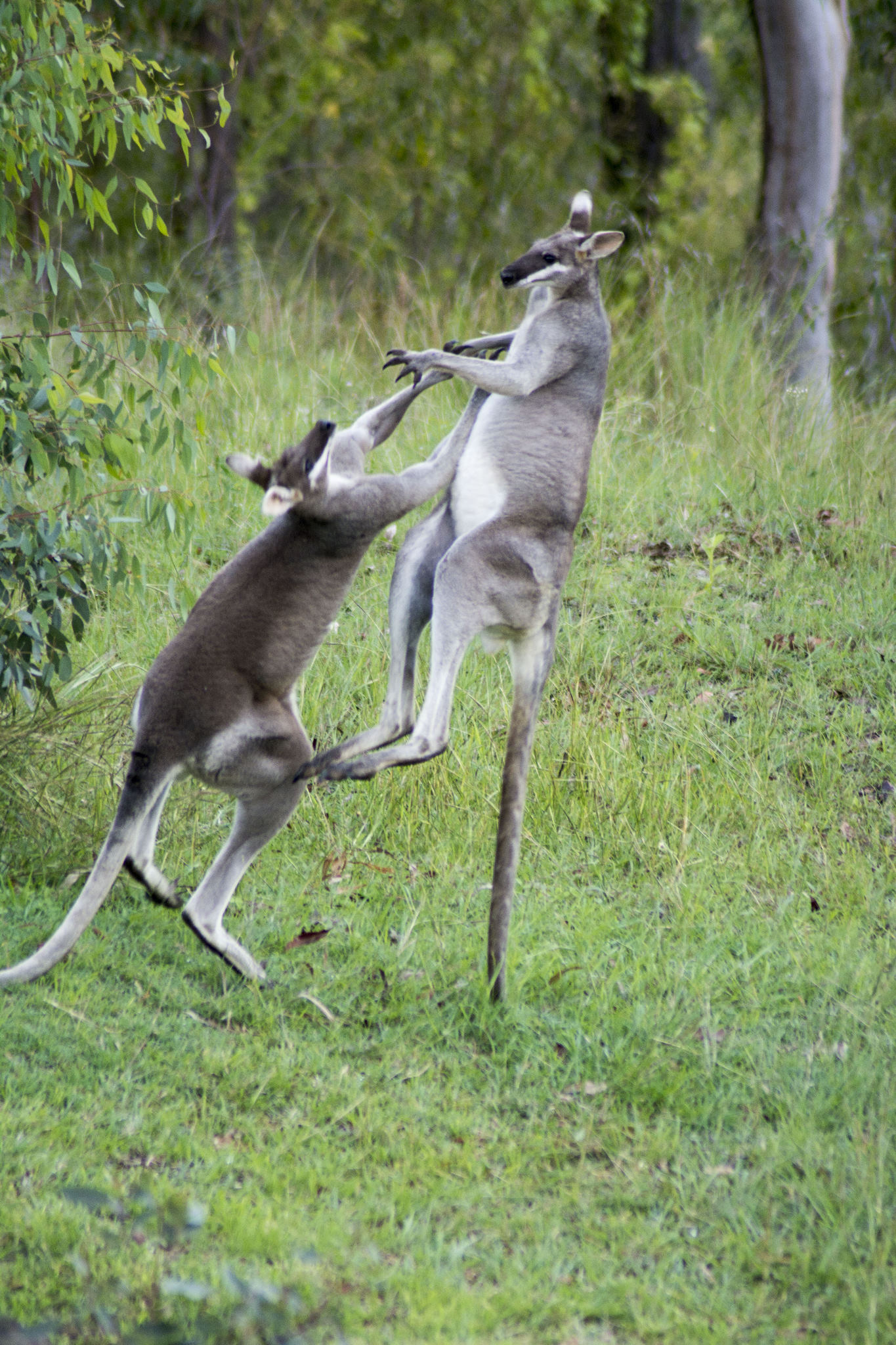 Pretty Faced Wallabies fighting
