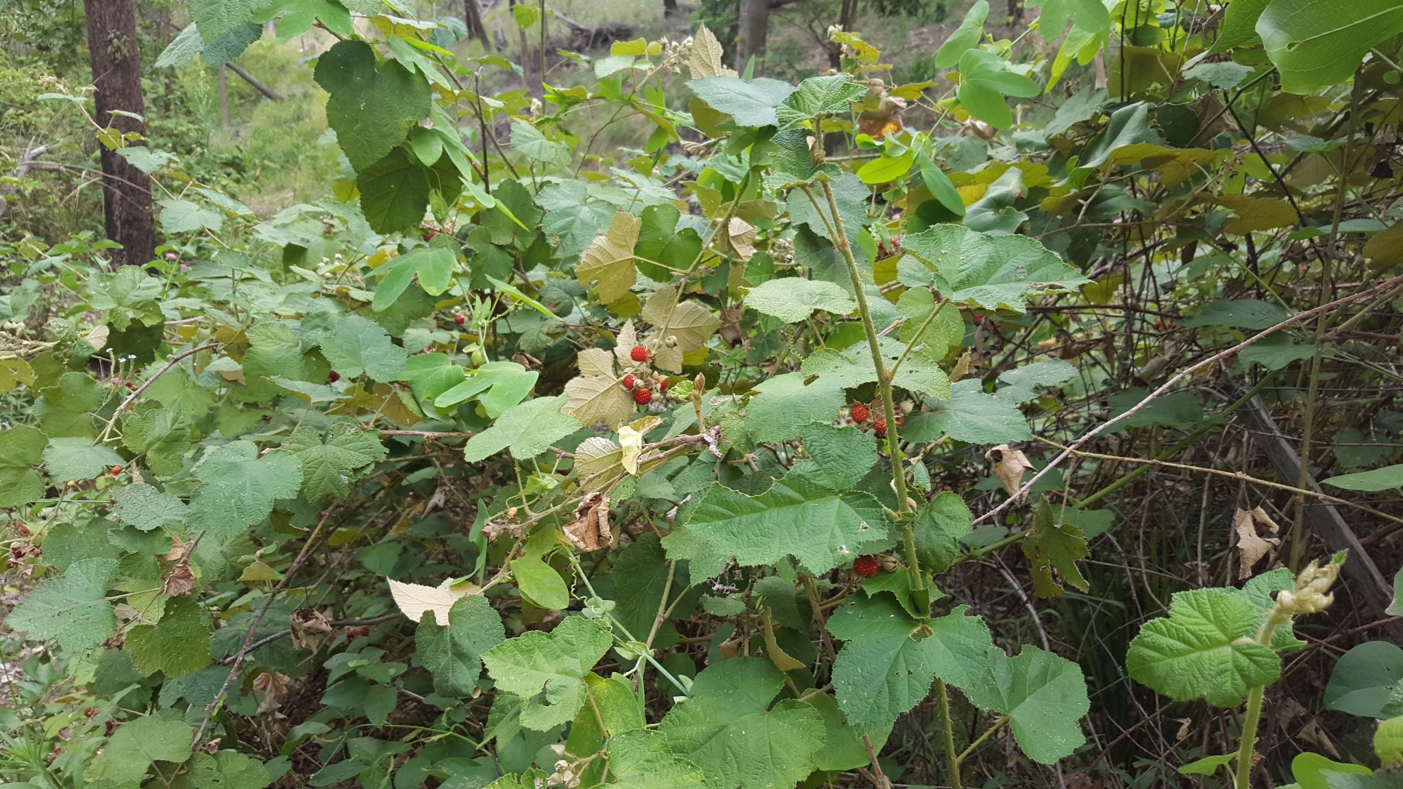 Native Raspberry - Rubus moluccanus