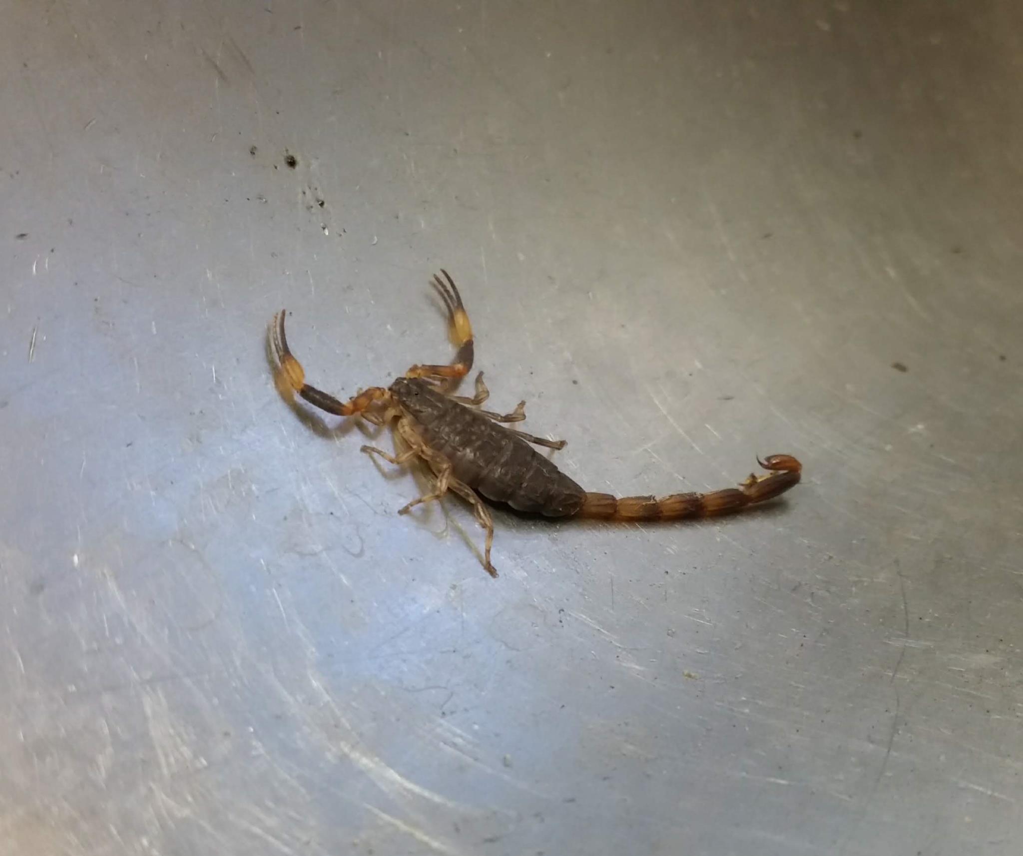 Bush Scorpion