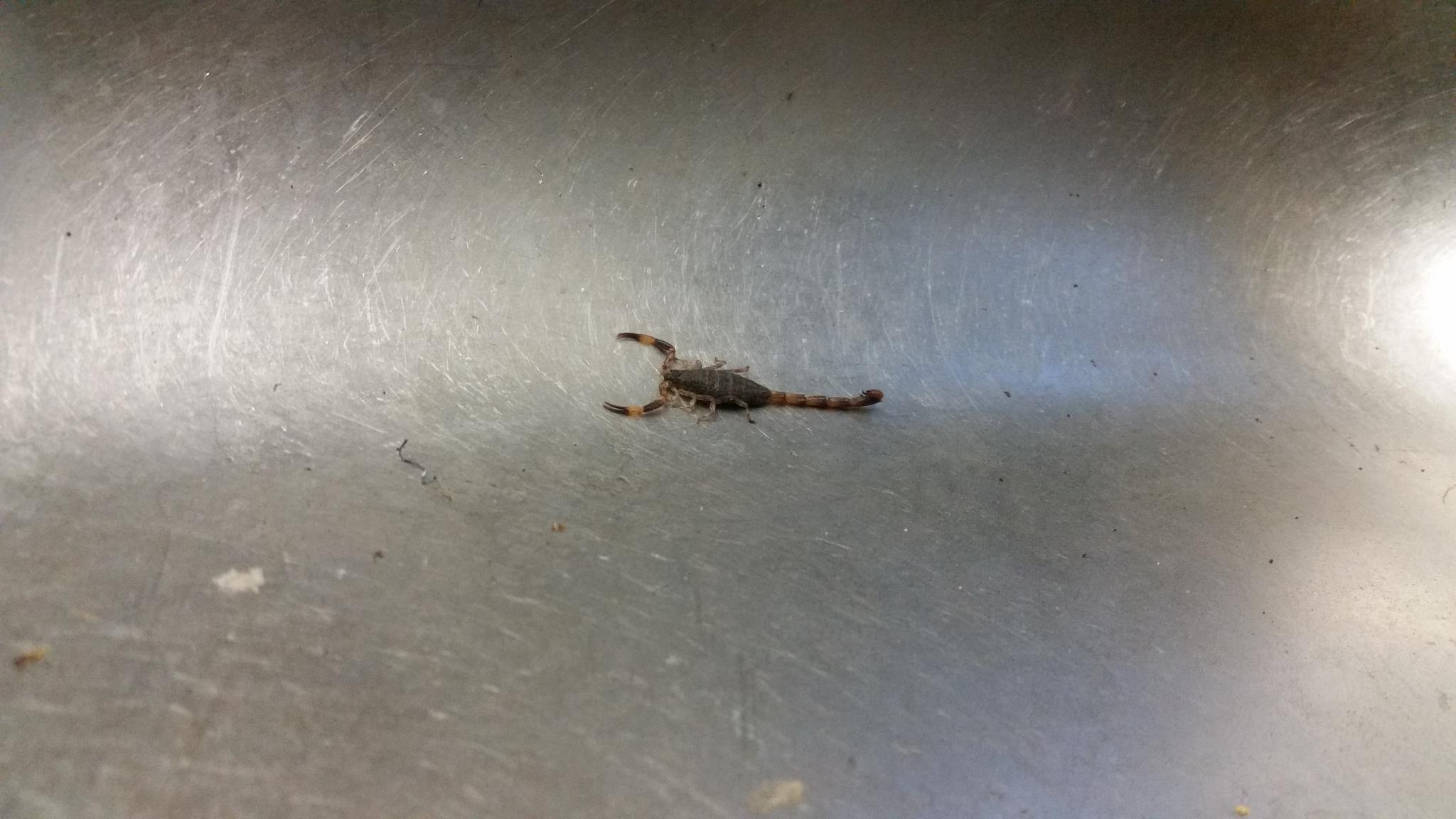 Bush Scorpion