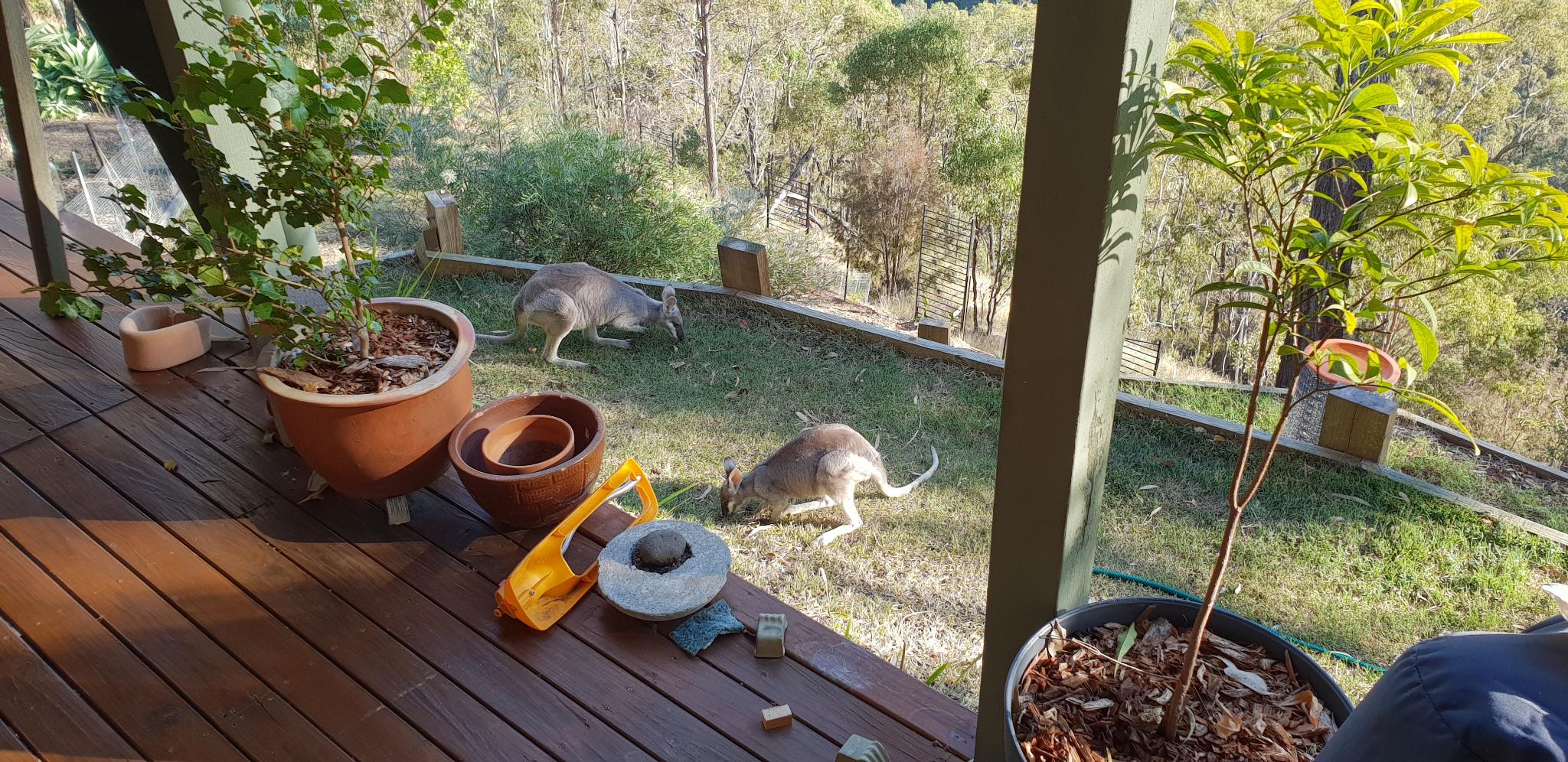 Pretty-faced Wallabies on the Terrace