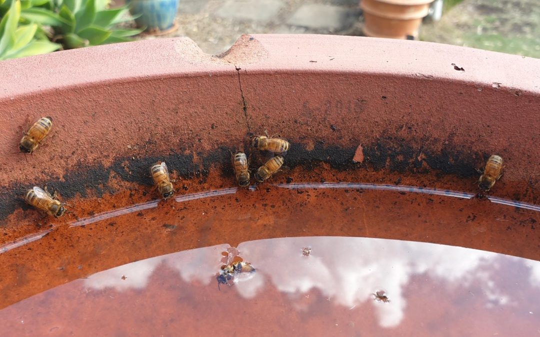 Bees and Water – 1st June 2019