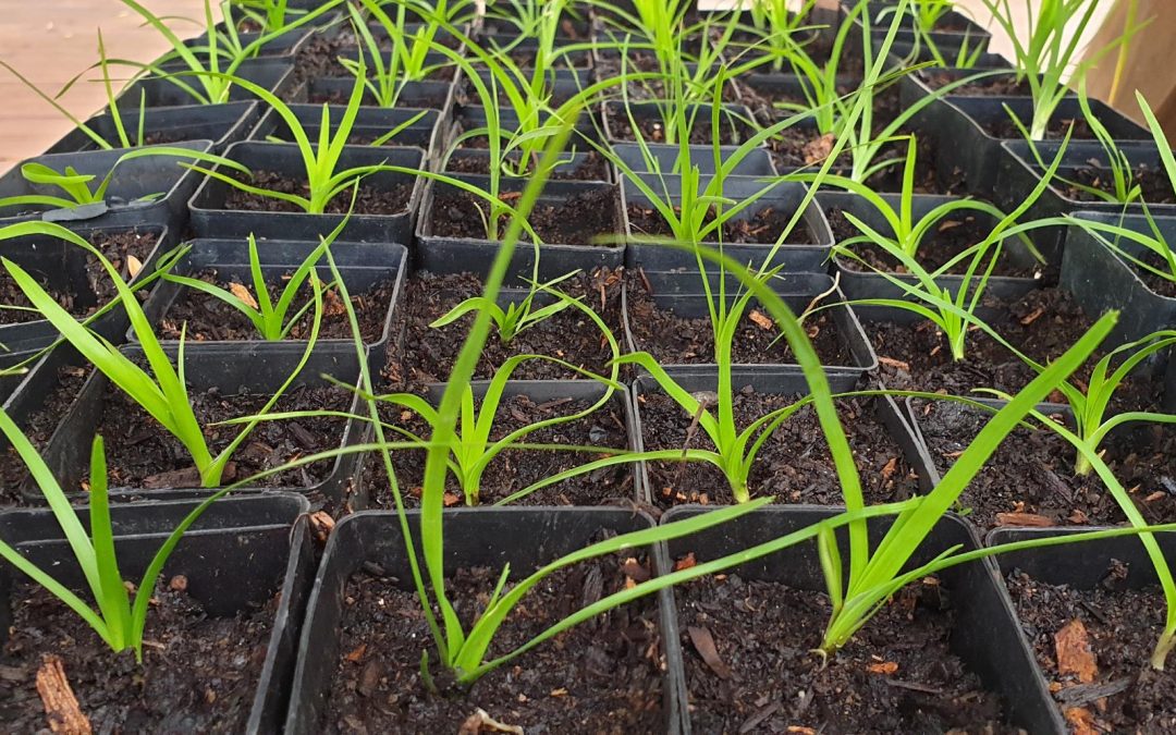 Propagating Lomandra confertifolia – 6th June 2019
