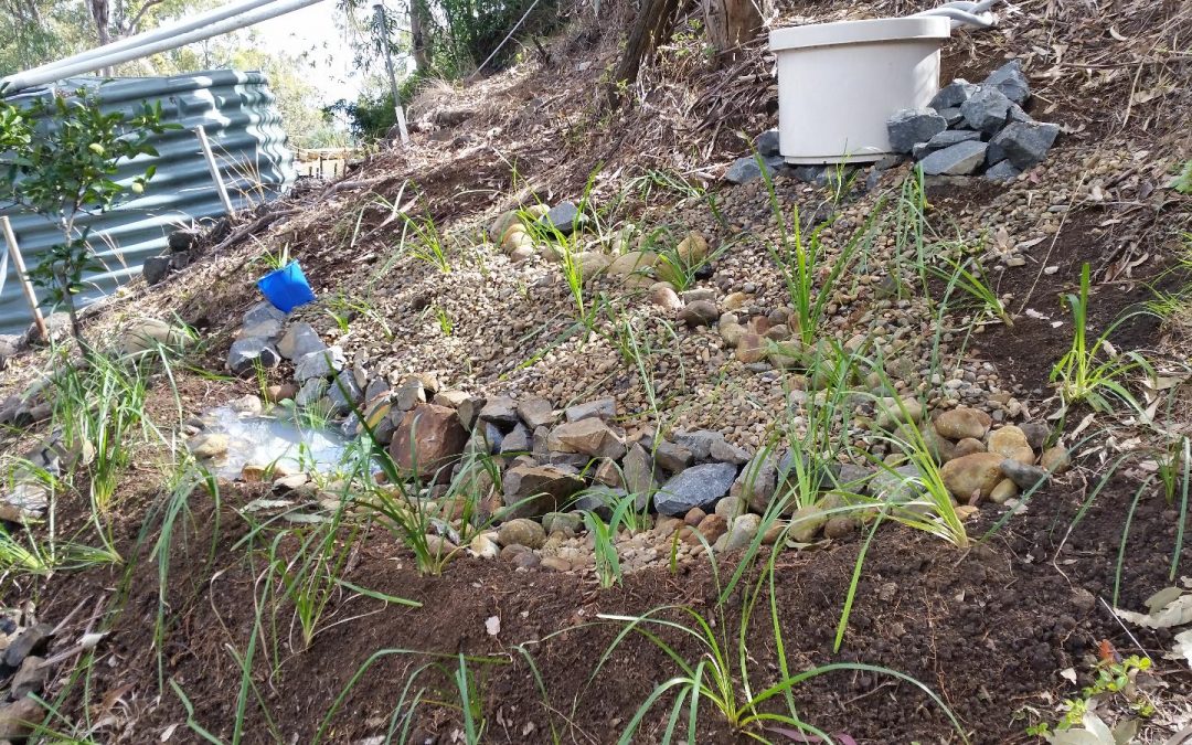 Building a Grey Water Filter Pond – 28th July 2016