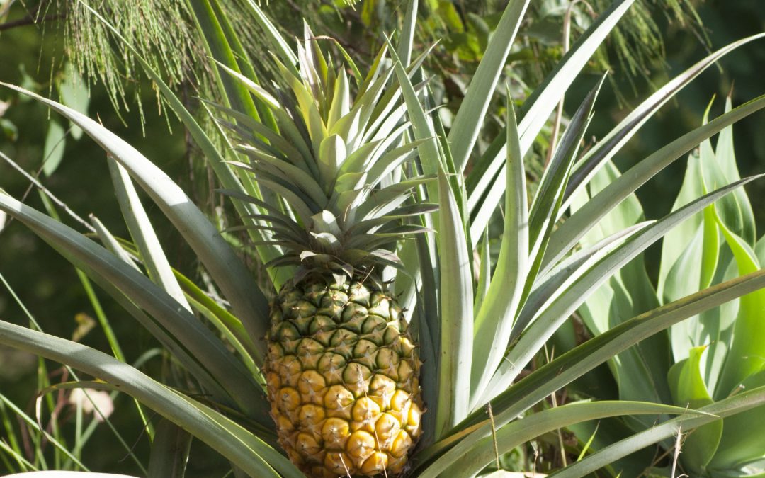 It’s Pineapple time again – 3rd February 2018