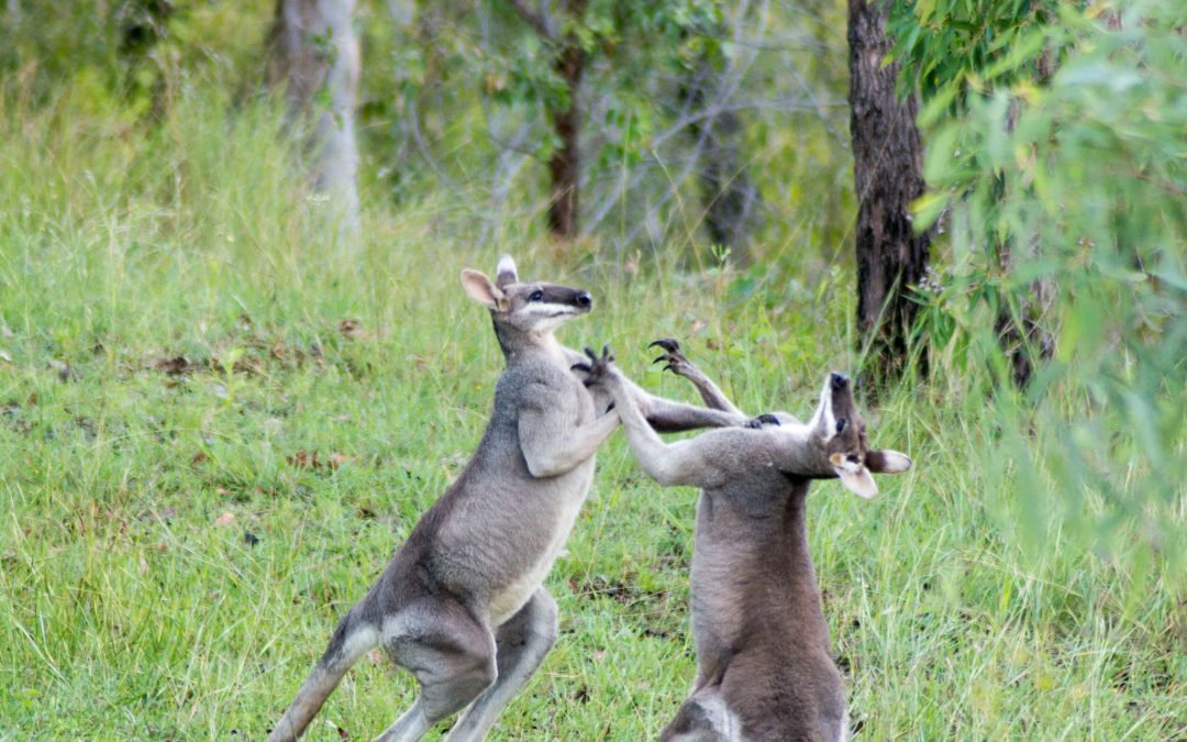 Pretty-faced Wallabies fighting – 13th March 2018