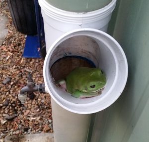 First Frog