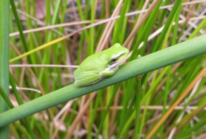 Green Tree Frog on a rush