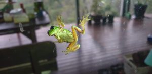 Green Tree Frog on a Window