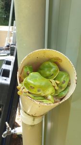 Pipe full of Frogs